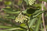 Green comet milkweed